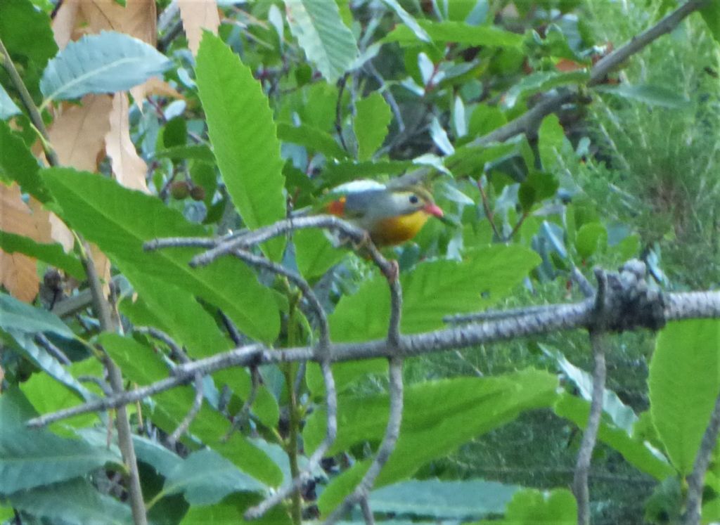 Usignolo del Giappone (Leiothrix lutea)